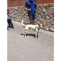 Foto dell\'animale Comune di Altavilla Irpina - 380260043812694