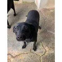 Foto dell\'animale Comune di Roccabascerana - 380260043994465