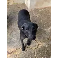 Foto dell\'animale Comune di Roccabascerana - 380260043994512