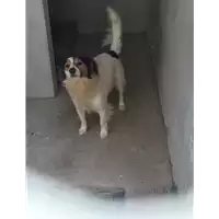 Foto dell\'animale Comune di Montemiletto - 380260043998764