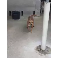 Foto dell\'animale Comune di Montemiletto - 380260043222474