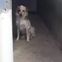 Foto dell\'animale Comune di Montemiletto - 380260044051733