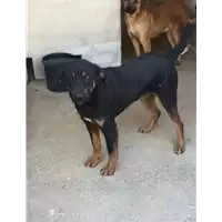 Foto dell\'animale Comune di Altavilla Irpina - 380260004391515