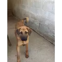 Foto dell\'animale Comune di Altavilla Irpina - 380260004391513