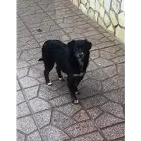 Foto dell\'animale Comune di Montemiletto - 380260044398122