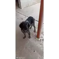 Foto dell\'animale Comune di Altavilla Irpina - 380260044398977