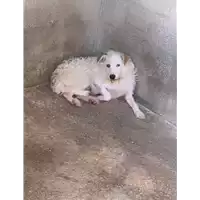Foto dell\'animale Comune di Campolattaro - 380260044406320