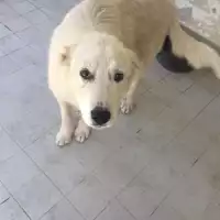 Foto dell\'animale Comune di Altavilla Irpina - 380260044403635