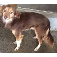 Foto dell\'animale Comune di Altavilla Irpina - 380260044403241