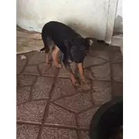 Foto dell\'animale Comune di Altavilla Irpina - 380260044402106