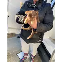 Foto dell\'animale Comune di Altavilla Irpina - 380260044401809