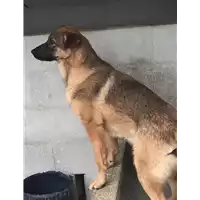 Foto dell\'animale Comune di Altavilla Irpina - 380260044399184