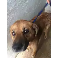 Foto dell\'animale Comune di Montemiletto - 380260044404315