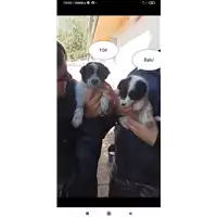 Foto dell\'animale Comune di Altavilla Irpina - 380260044401902