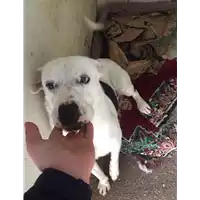 Foto dell\'animale Comune di Montemiletto - 380260044402201
