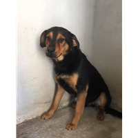 Foto dell\'animale Comune di Altavilla Irpina - 380260044438921