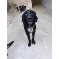Foto dell\'animale Comune di Bucciano - 380260044406812