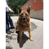 Foto dell\'animale Comune di Bucciano - 380260044386691