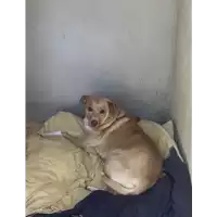 Foto dell\'animale Comune di Roccabascerana - 380260044440279