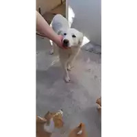 Foto dell\'animale Comune di Pietrastornina - 380260044443585
