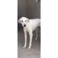 Foto dell\'animale Comune di Bucciano - 380260044405109