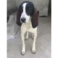 Foto dell\'animale Comune di Bucciano - 380260044405405