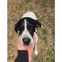 Foto dell\'animale Comune di Tufo - 380260044435387