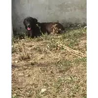 Foto dell\'animale Comune di Pietrastornina - 380260044438533