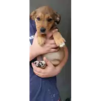 Foto dell\'animale Comune di Montefredane - 380260044474877
