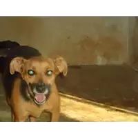 Foto dell\'animale Comune di Altavilla Irpina - 982009106548758