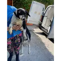 Foto dell\'animale Comune di Altavilla Irpina - 380260044474907