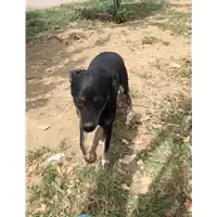 Foto dell\'animale Comune di Cervinara - 380260044474174