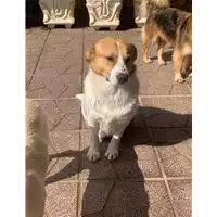 Foto dell\'animale Comune di Paduli - 380260044038706