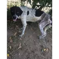 Foto dell\'animale Comune di Bucciano - 380260044390454