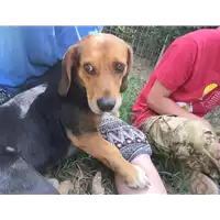 Foto dell\'animale Comune di Capriglia Irpina - 380260044474718