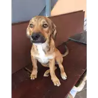 Foto dell\'animale Comune di Amorosi - 380260044405163