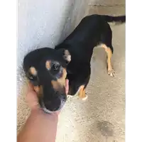 Foto dell\'animale Comune di Sant' Angelo a Scala - 380260044474478