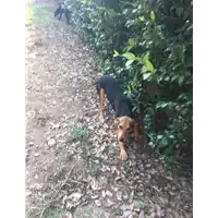 Foto dell\'animale Comune di Altavilla Irpina - 380260044474566