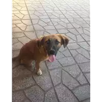 Foto dell\'animale Comune di Altavilla Irpina - 380260044474800