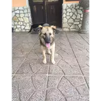 Foto dell\'animale Comune di Altavilla Irpina - 380260044474631