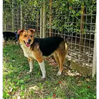 Foto dell\'animale Comune di Grottolella - 380260044046444