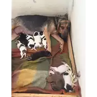 Foto dell\'animale Comune di Grottolella - 380260044475080