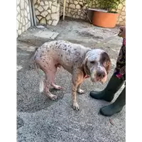 Foto dell\'animale Comune di Altavilla Irpina - 380260042674801