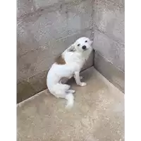 Foto dell\'animale Comune di Montemiletto - 380260044437483