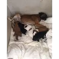 Foto dell\'animale Comune di Montemiletto - 380260044433182