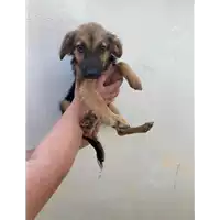 Foto dell\'animale Comune di Montemiletto - 380260044434667