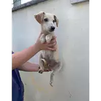 Foto dell\'animale Comune di Montemiletto - 380260044435923