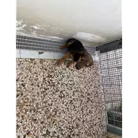 Foto dell\'animale Comune di Montemiletto - 380260044434510