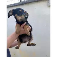 Foto dell\'animale Comune di Montemiletto - 380260044435724