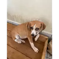 Foto dell\'animale Comune di Montemiletto - 380260044433056